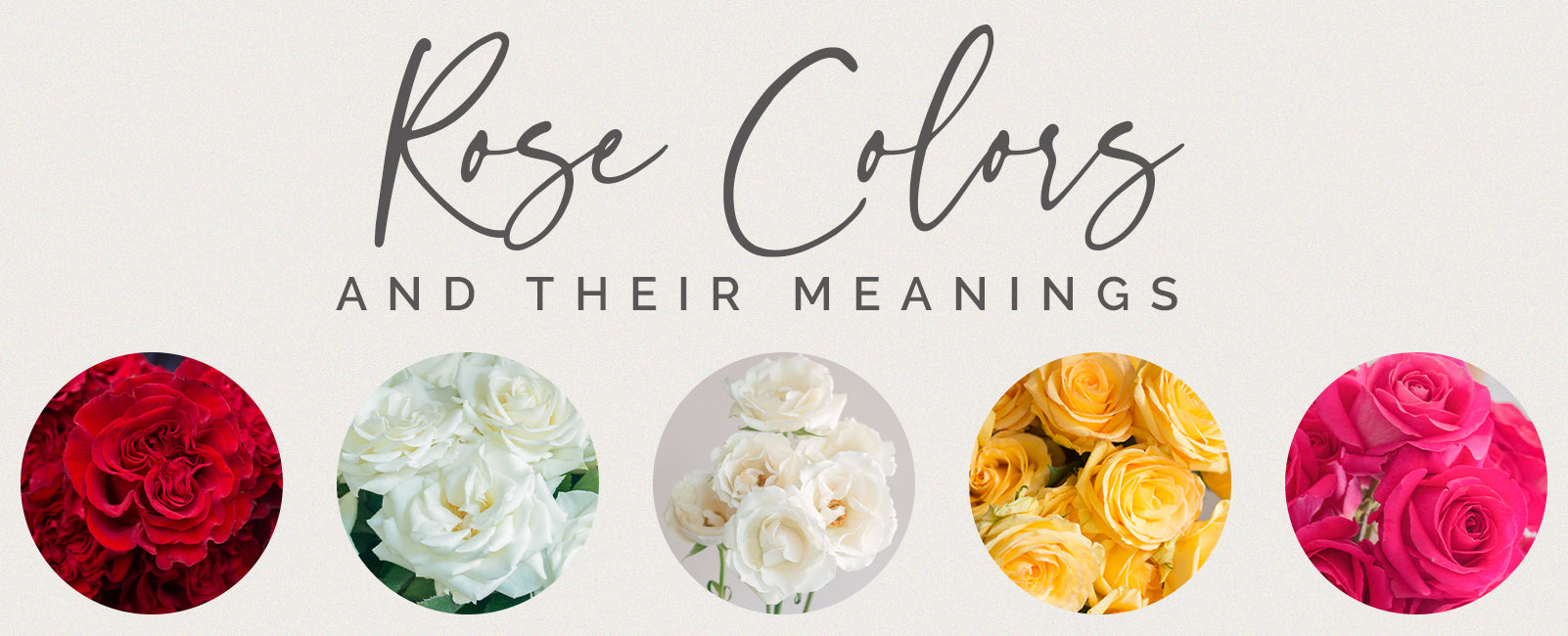Rose Colours And Their Meanings
