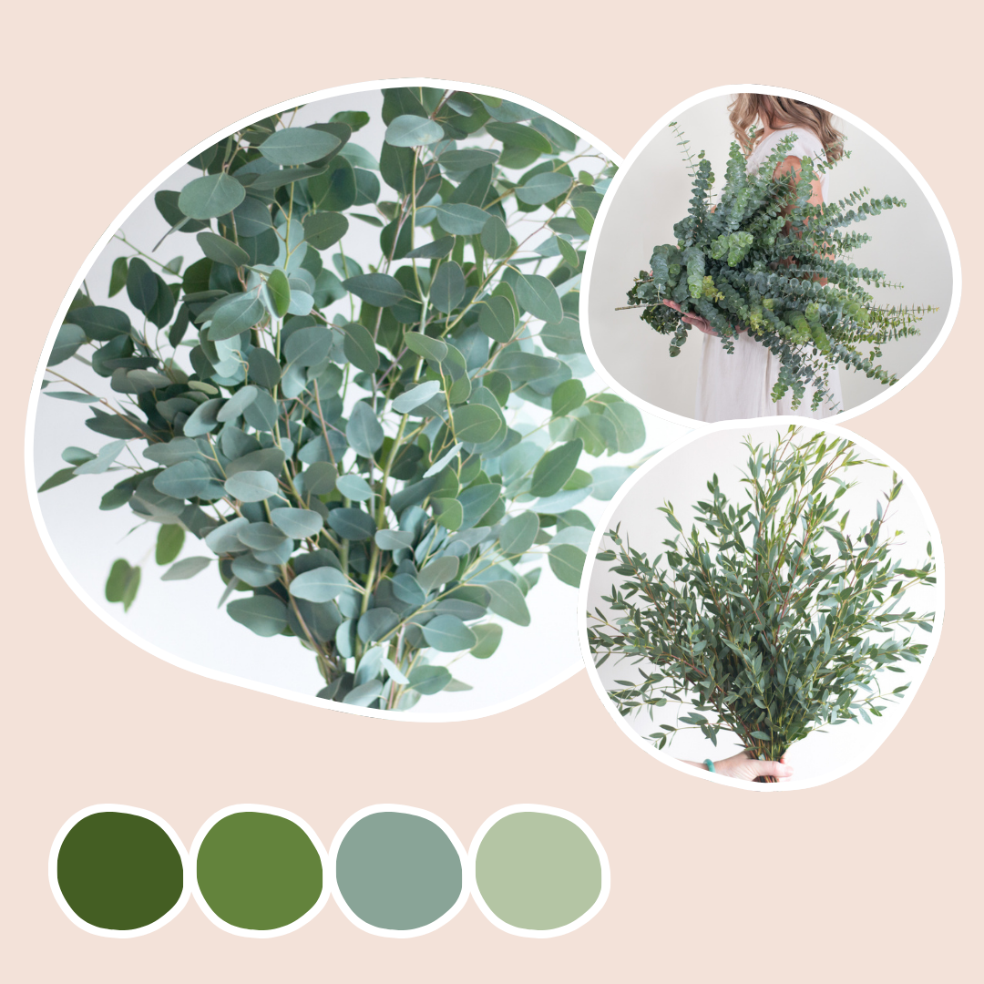 Greenery Mixed Box – Silver Dollar, Parvifolia, and Baby Eucalyptus