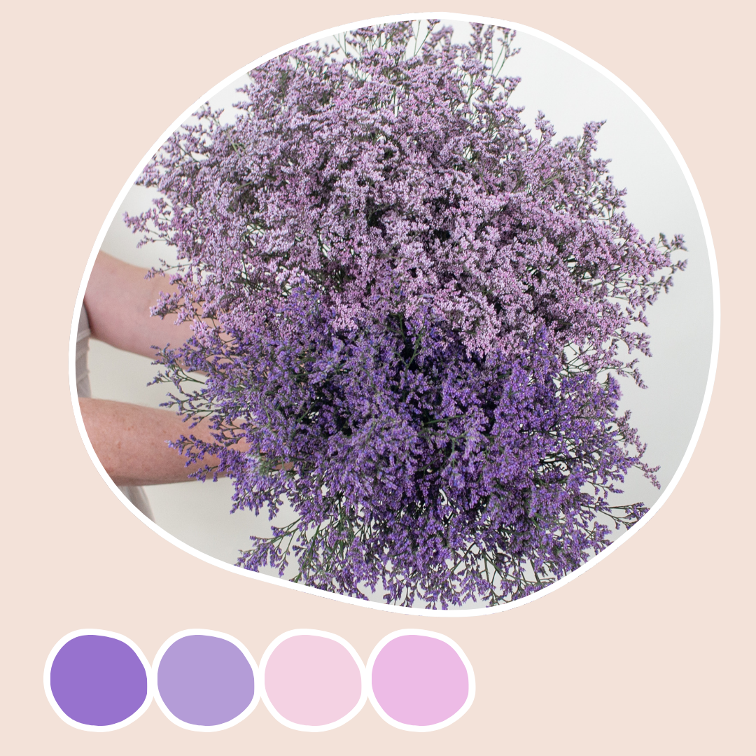 flower lavender color Purple and Pink Limonium Mixed Box