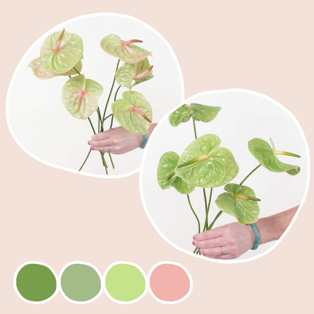 flowermemoryページ Pistache and Midori Anthurium Mixed Box – Flower Moxie