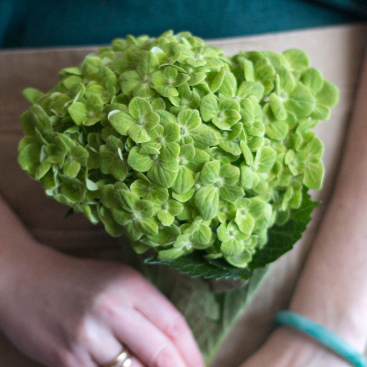 Green Hydrangea Flower | Fresh DIY Wedding Flowers | Flower Moxie 10 Stems