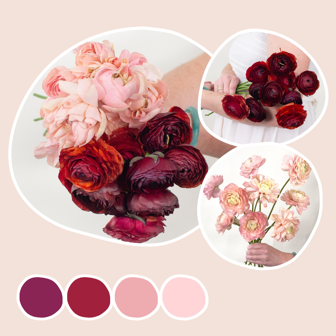 Peach and Chocolate Ranunculus Mixed Box | Flower Moxie