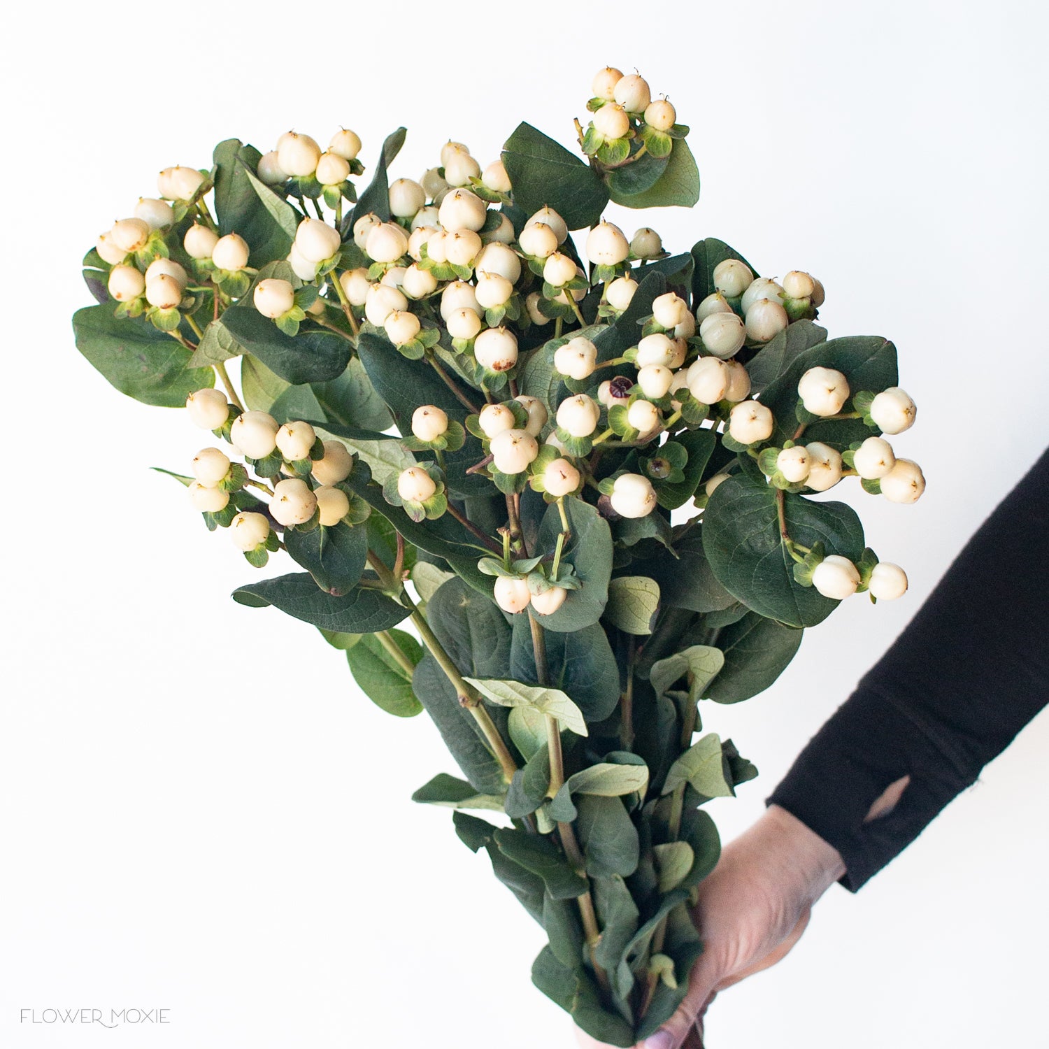 Cream Hypericum Berries | DIY Wedding Flowers | Flower Moxie