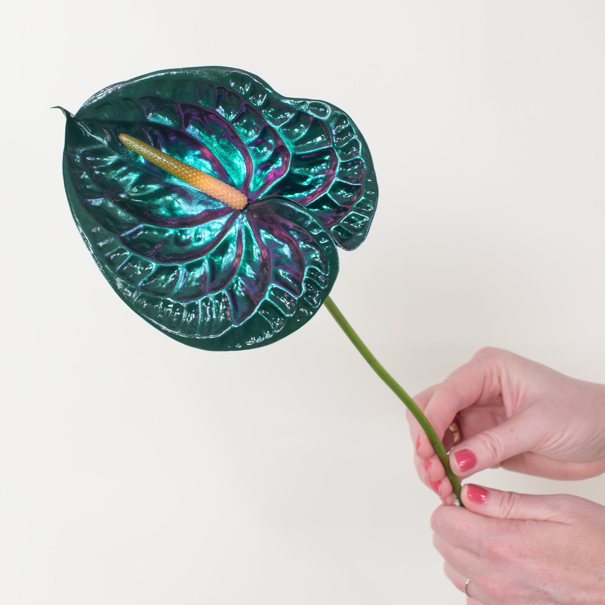 iridescent anthurium Emerald City Iridescent Anthurium