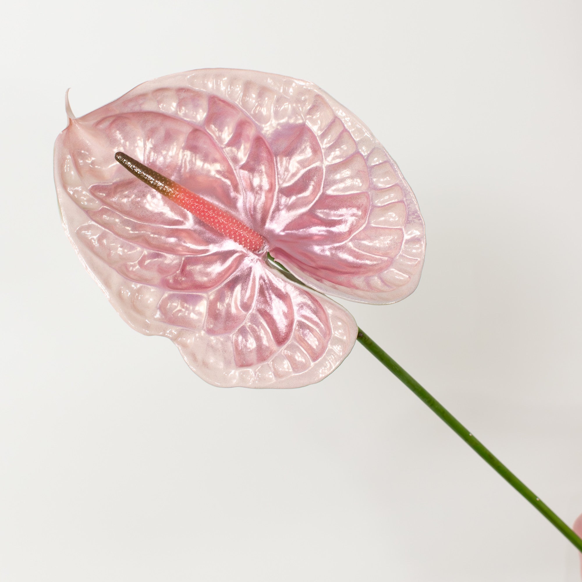 Iridescent Anthurium - Colette | Free Shipping with Flower Moxie