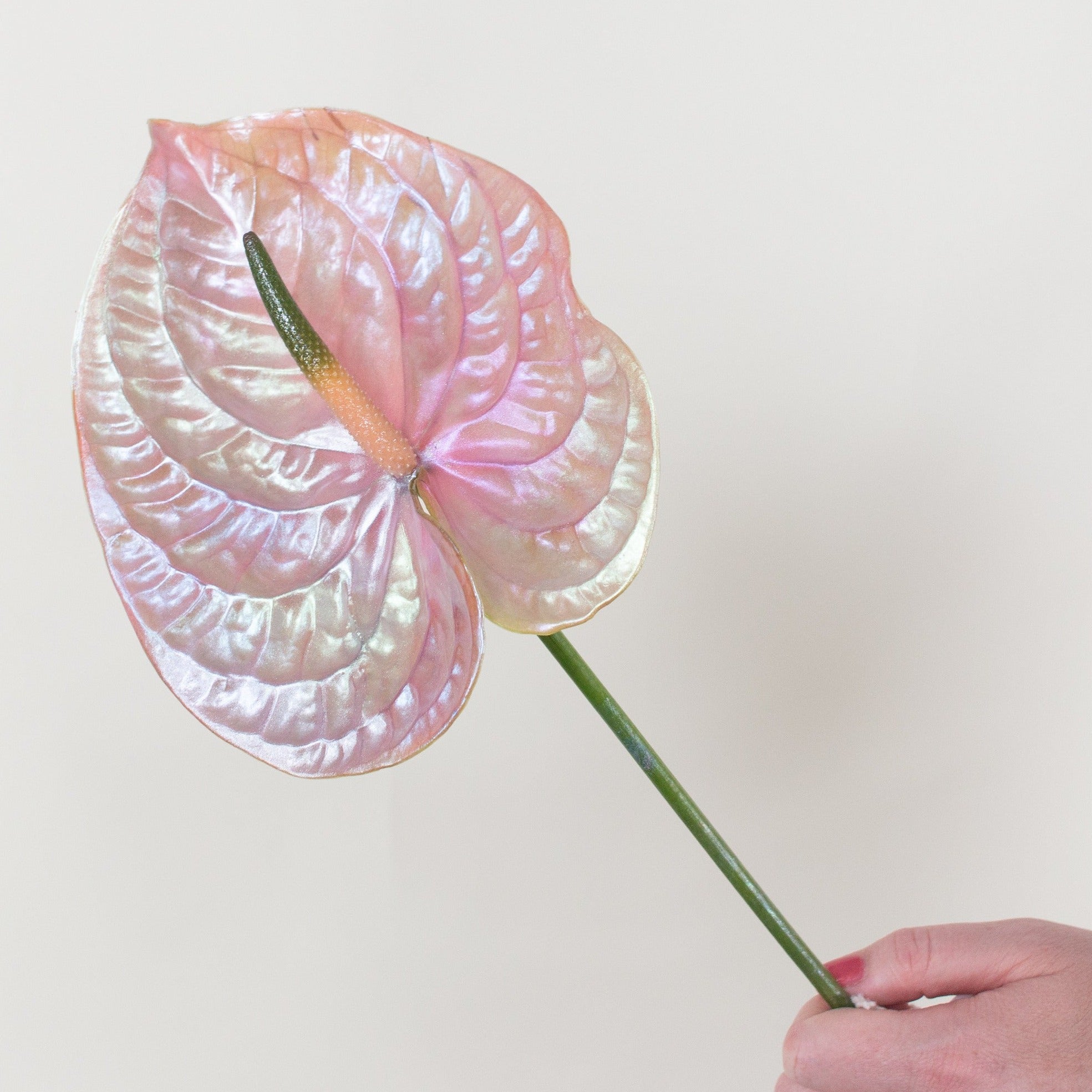 anthurium salmon Abalone Iridescent Anthurium