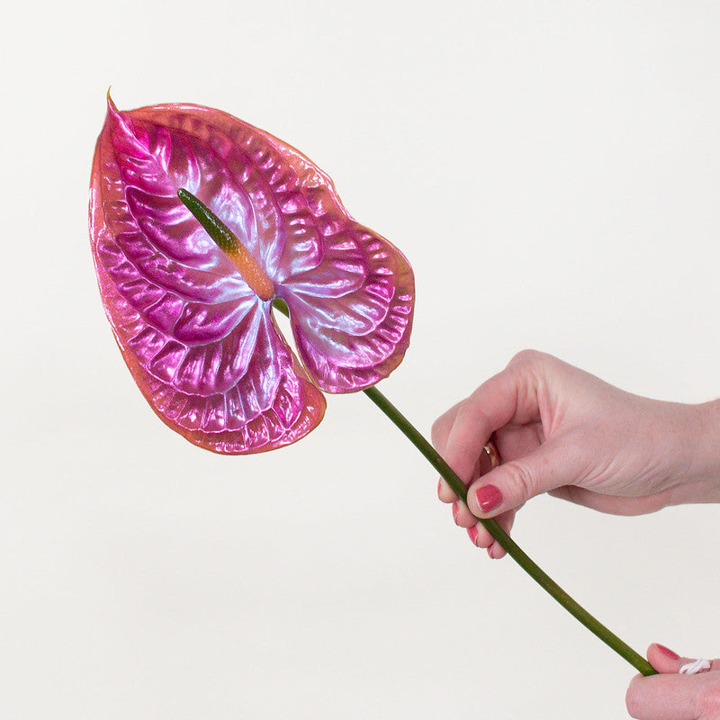 anthurium graffiti Cloud 9 Iridescent Anthurium
