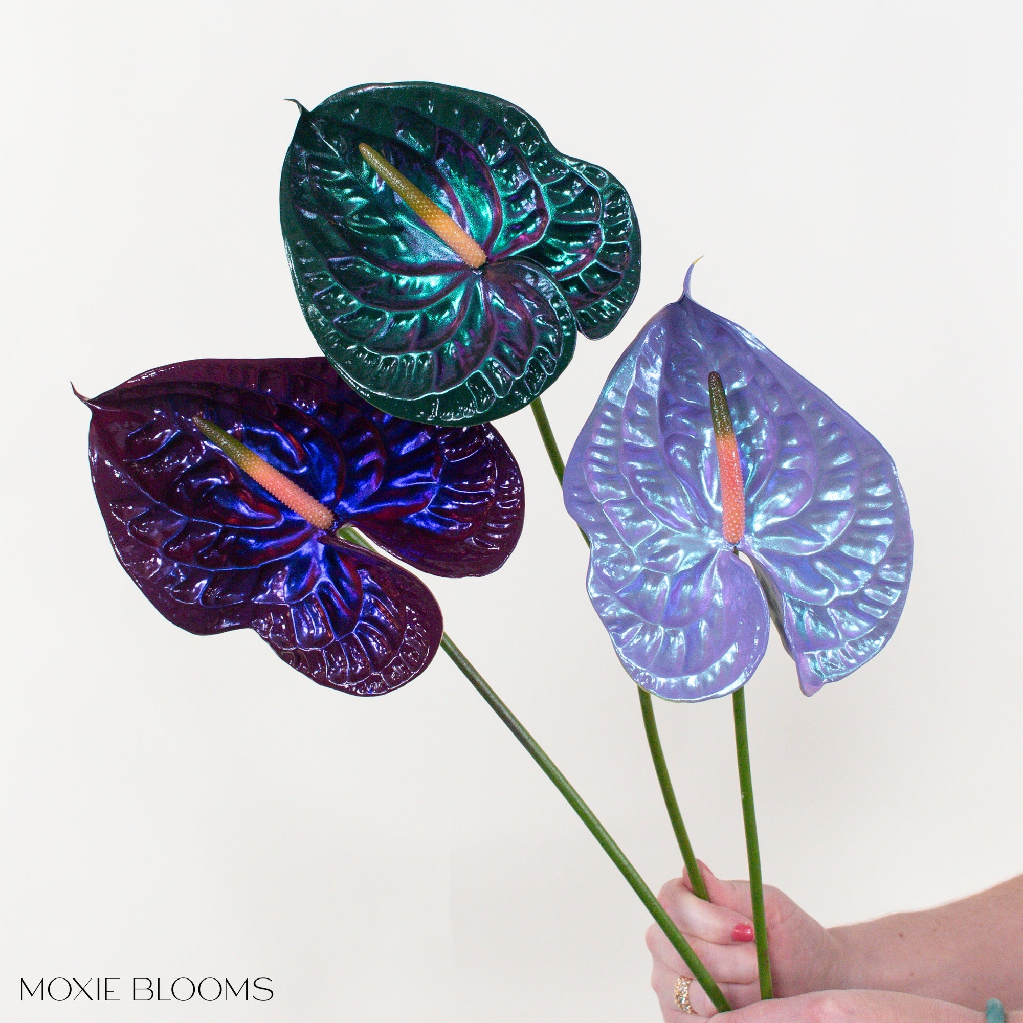 anthurium marea Mood Ring Iridescent Anthurium