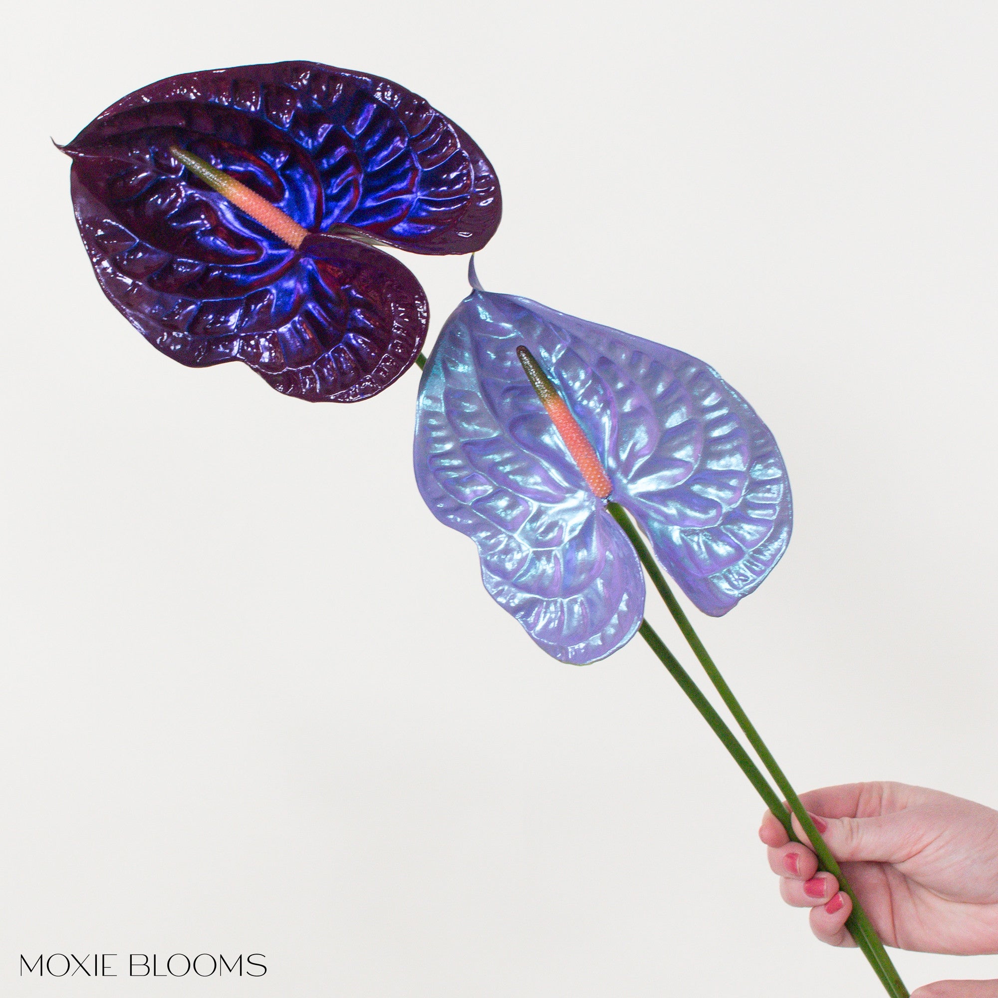 anthurium importaciones Silk Kimono Iridescent Anthurium