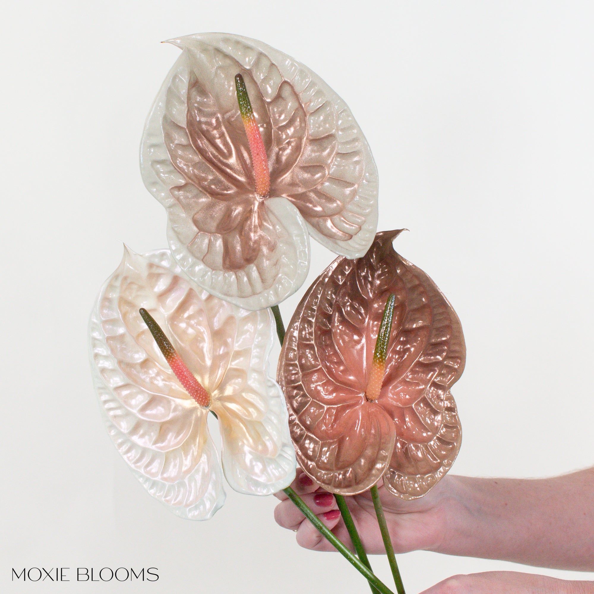 Iridiscent Anthurium - Nude Mood | Free Shipping with Flower Moxie