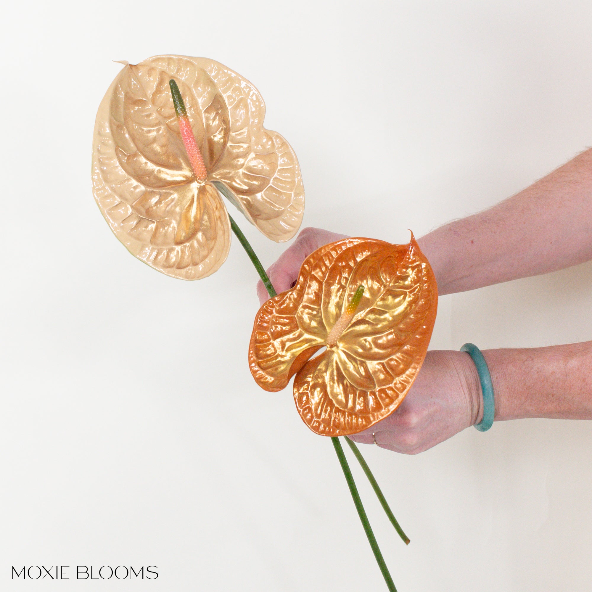 gold anthurium Icarus Iridescent Anthurium