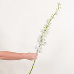 White delphinium flower