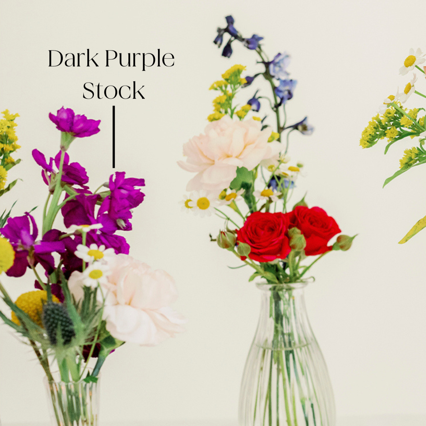 dark purple stock