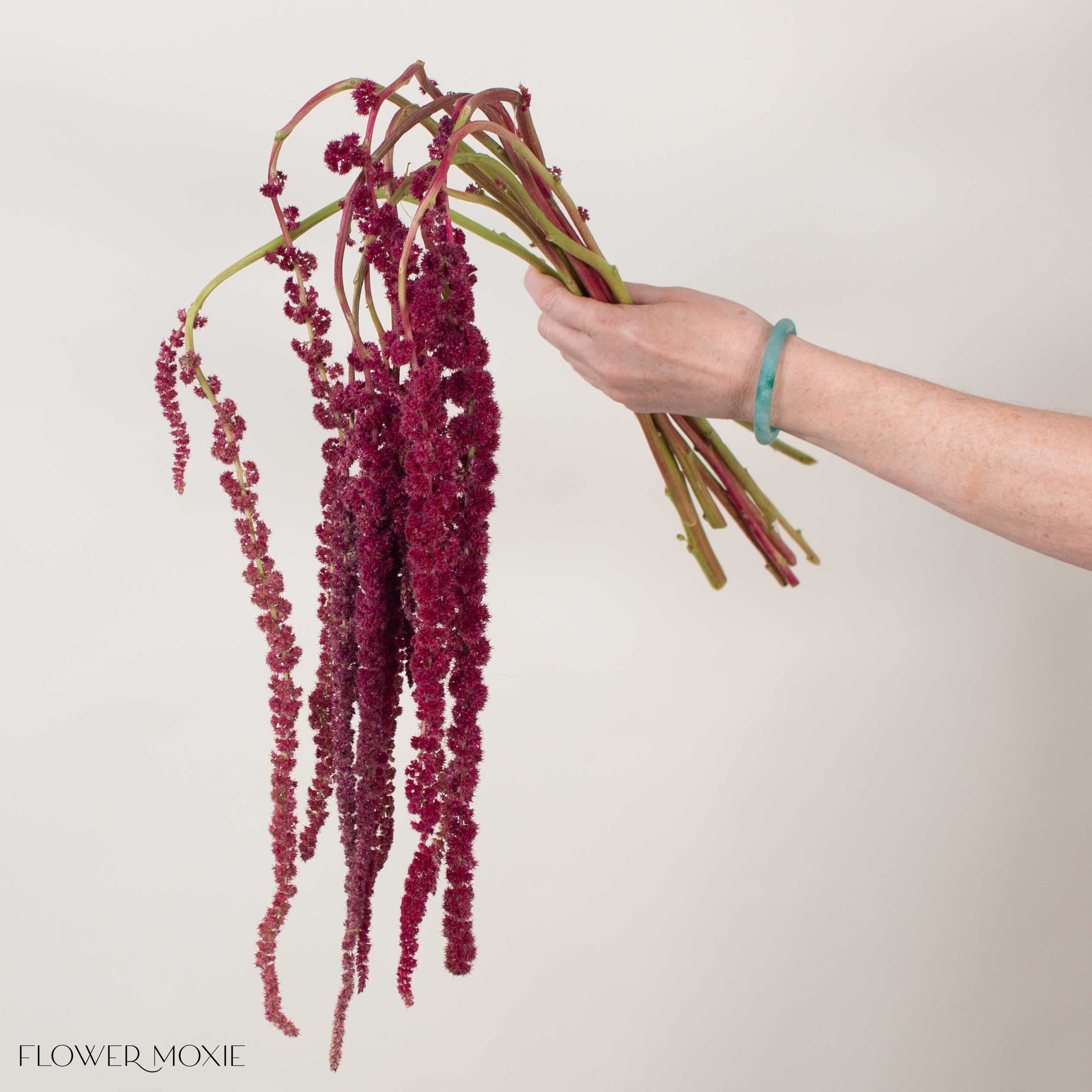 burgundy hanging plant Burgundy Hanging Amaranthus | DIY Wedding Flowers | Flower Moxie 120 Stems