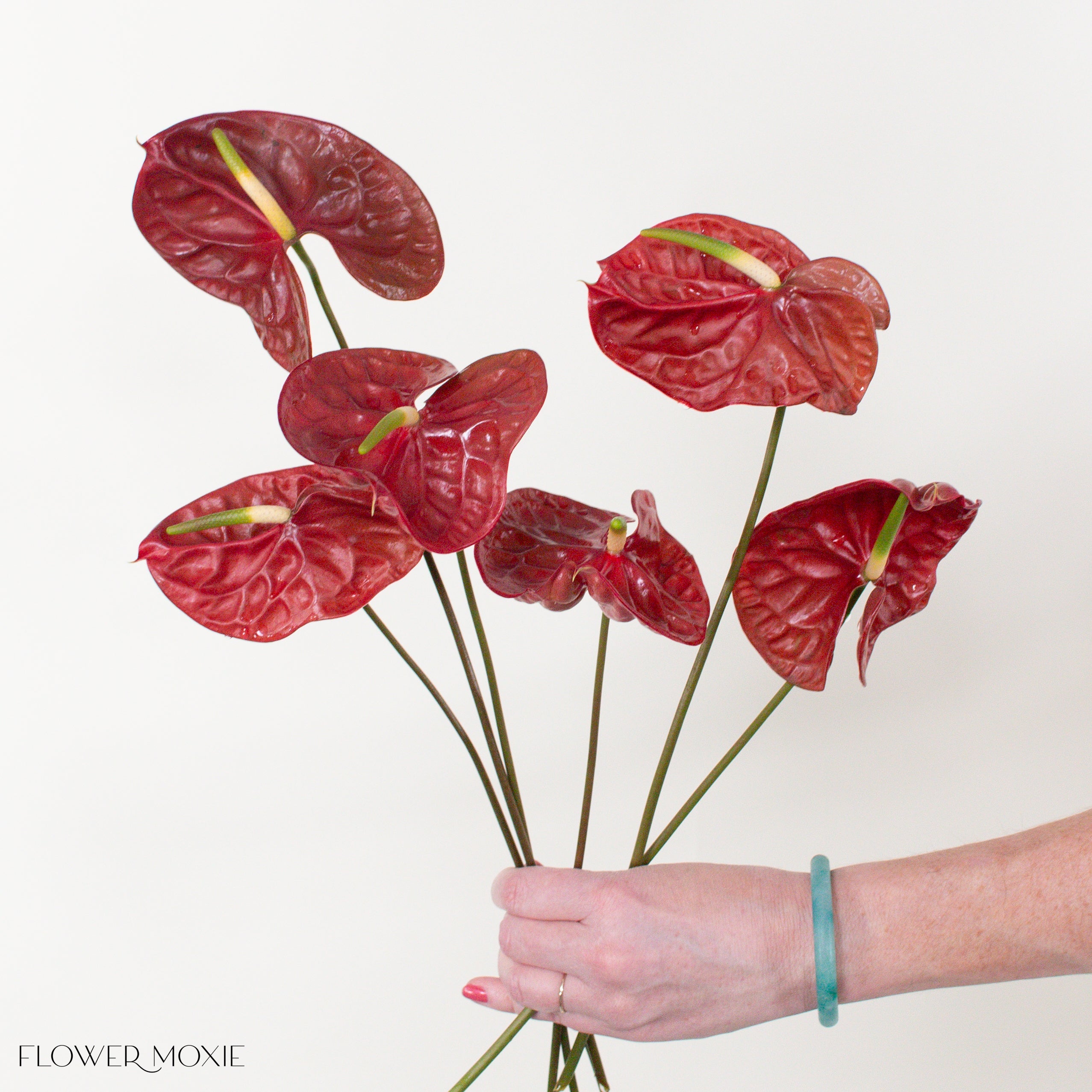 Choco Dark Burgundy Anthurium | Flower Moxie Flowers