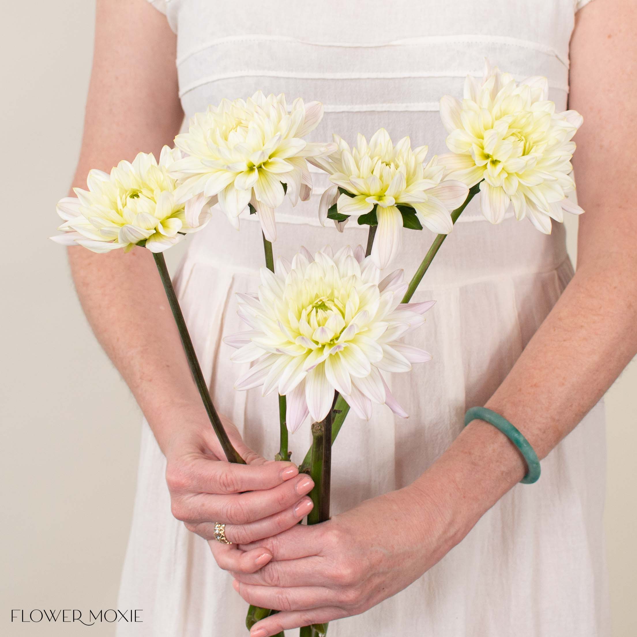 Cream Quartz Dahlia Flower | Bulk Fresh Wedding Flowers | Flower Moxie