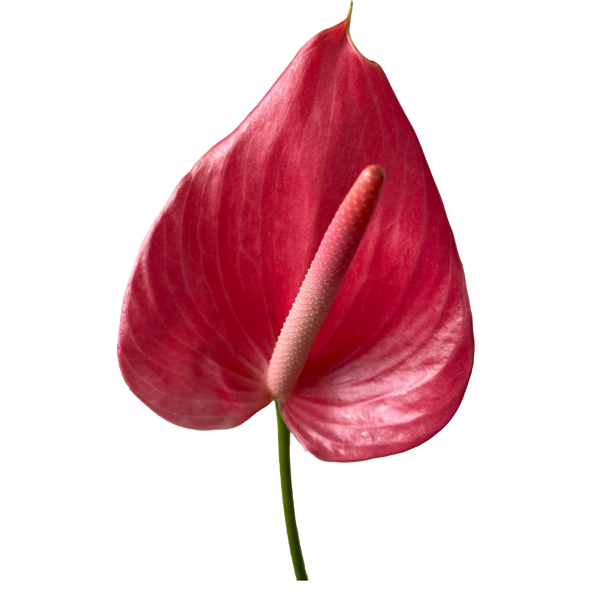 anthurium png Hot Pink Anthurium
