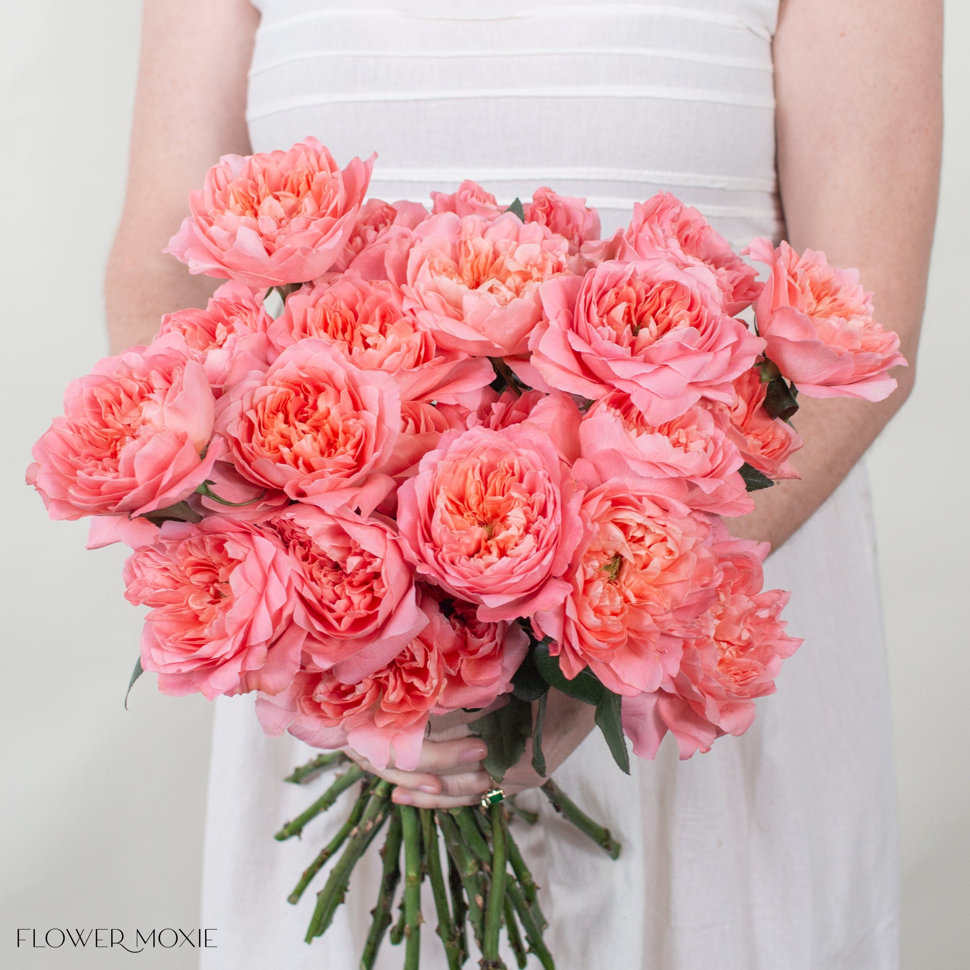 Coral Dragon Fly Garden Rose | DIY Wedding Flowers | Flower Moxie
