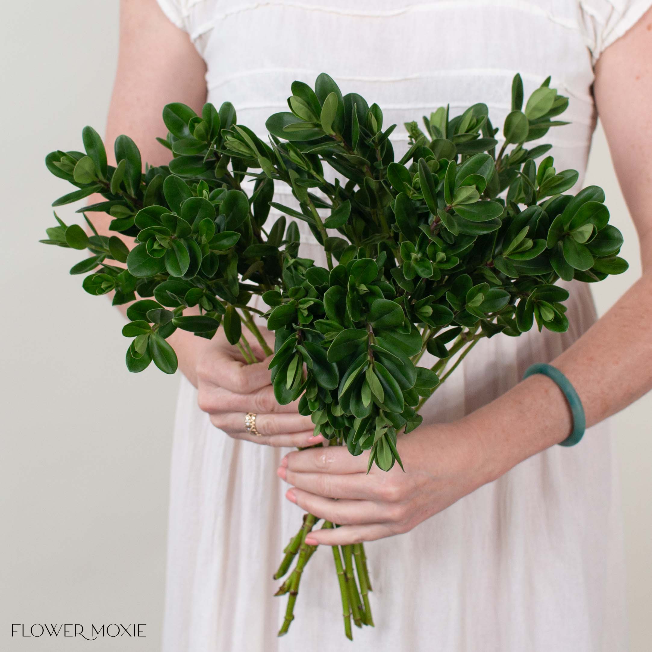 Hebe Greenery - DIY Flowers and Greenery from Flower Moxie 100 Stems