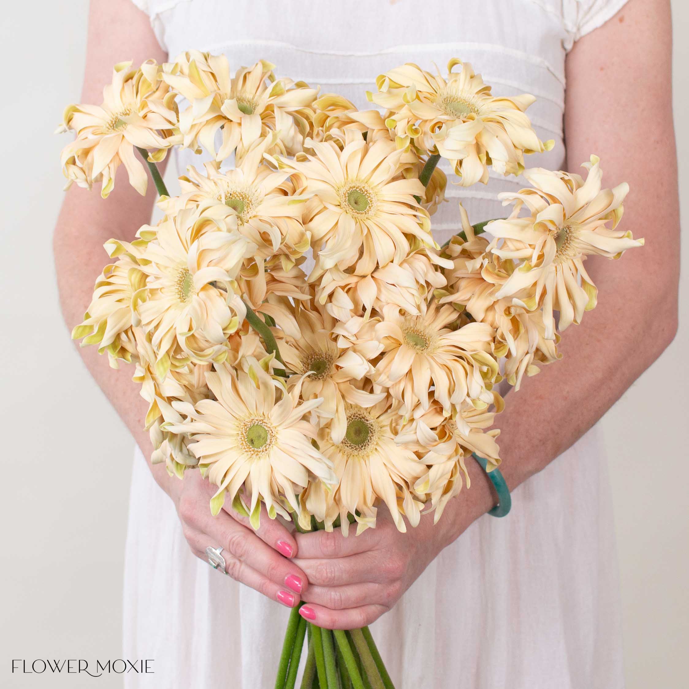 Beige Curly Mini Gerbera Daisies | Fresh DIY Wedding Flowers 