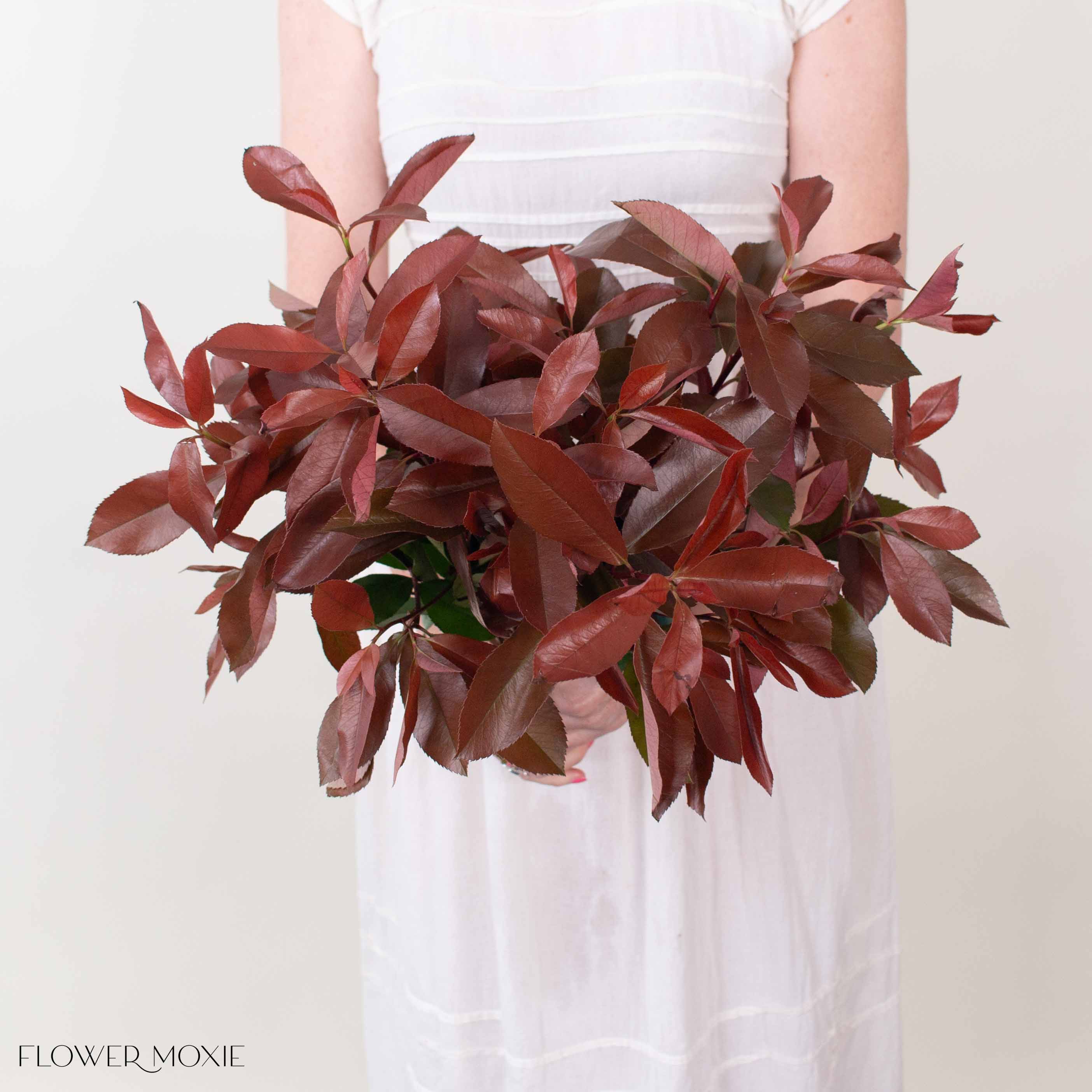 Red and Green Photinia Greenery