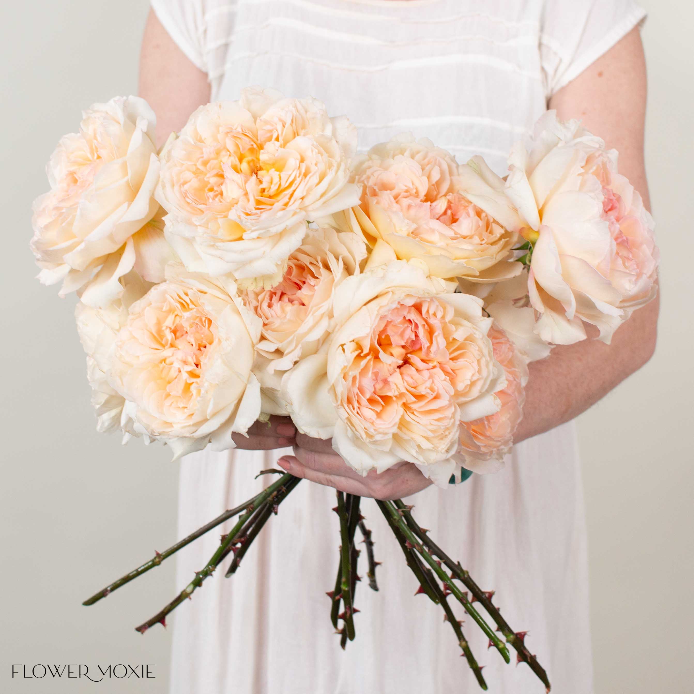 PrincessHollysHopeGardenRose1.