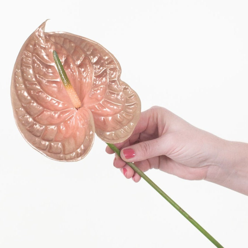 Iridescent Anthurium - Femme | Free Shipping with Flower Moxie