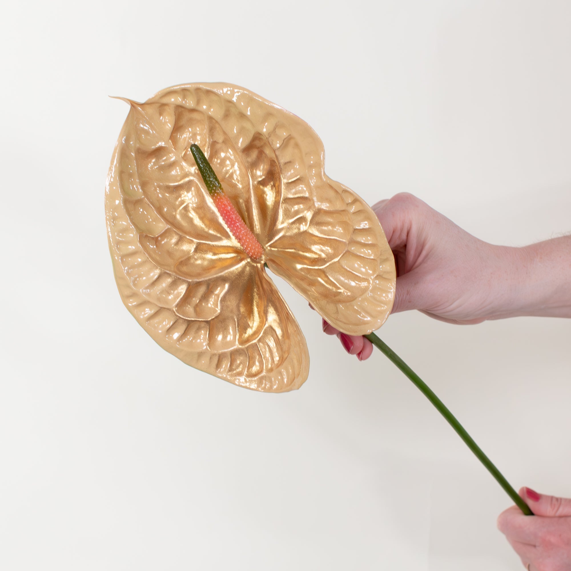 anthurium champagne Honey Iridescent Anthurium