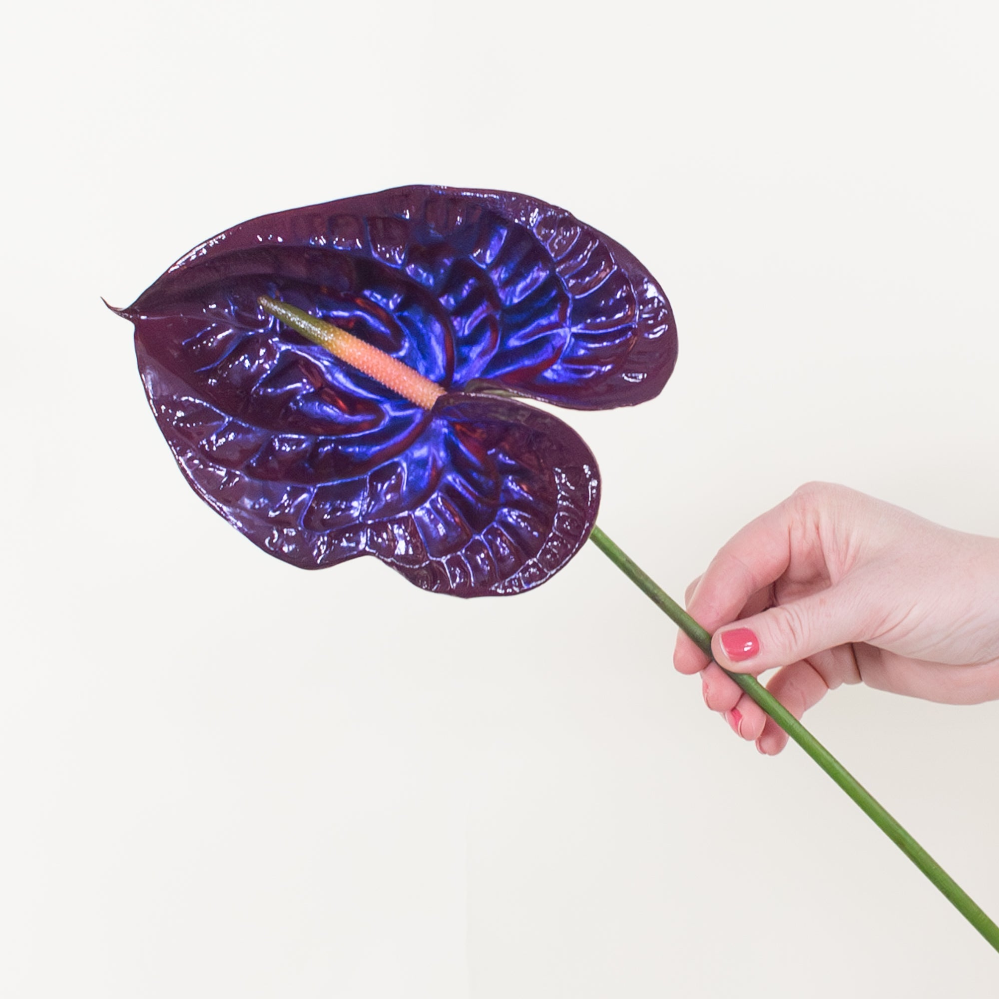Iridescent Anthurium - Jelly | Free Shipping with Flower Moxie