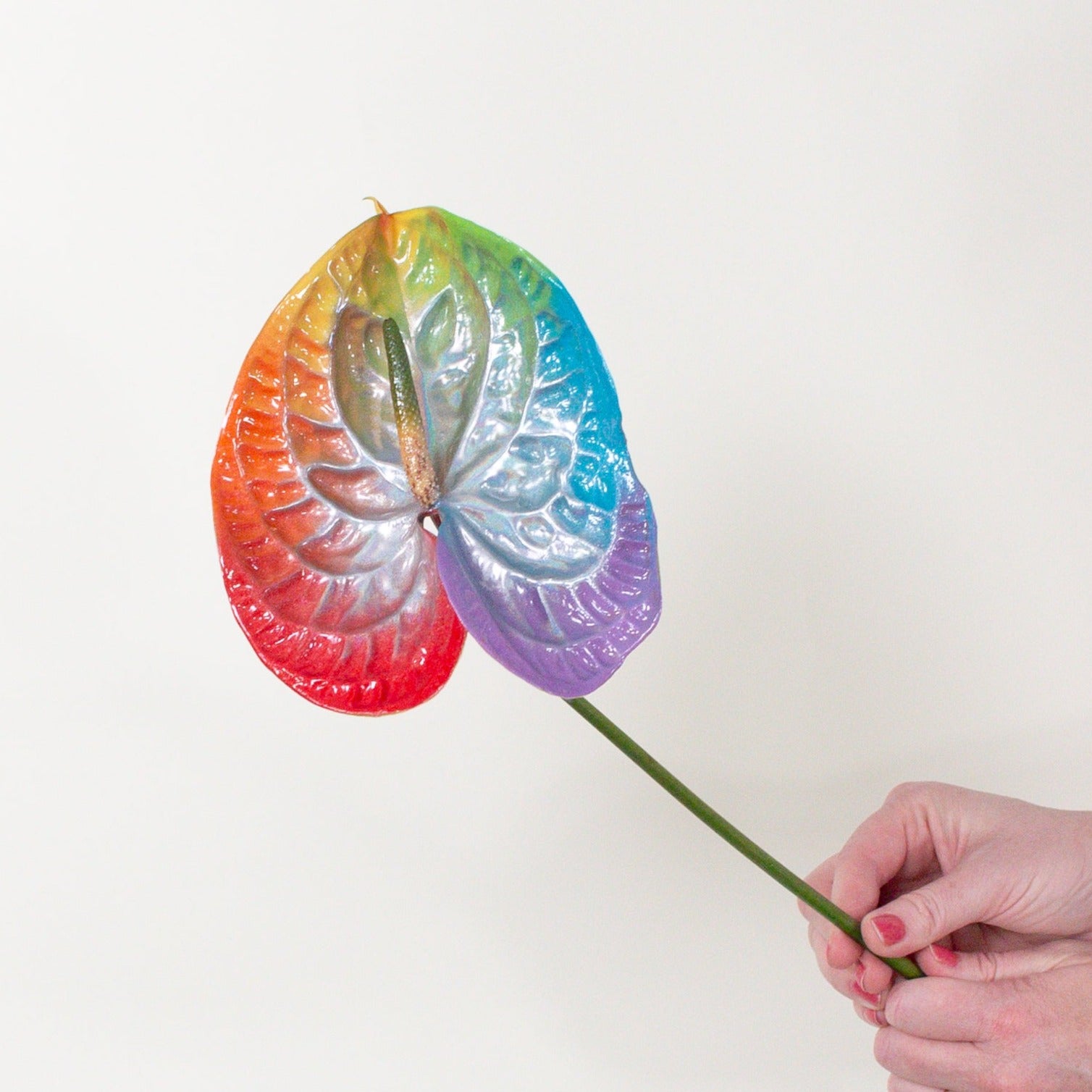 rainbow anthurium Loud & Proud Iridescent Anthurium