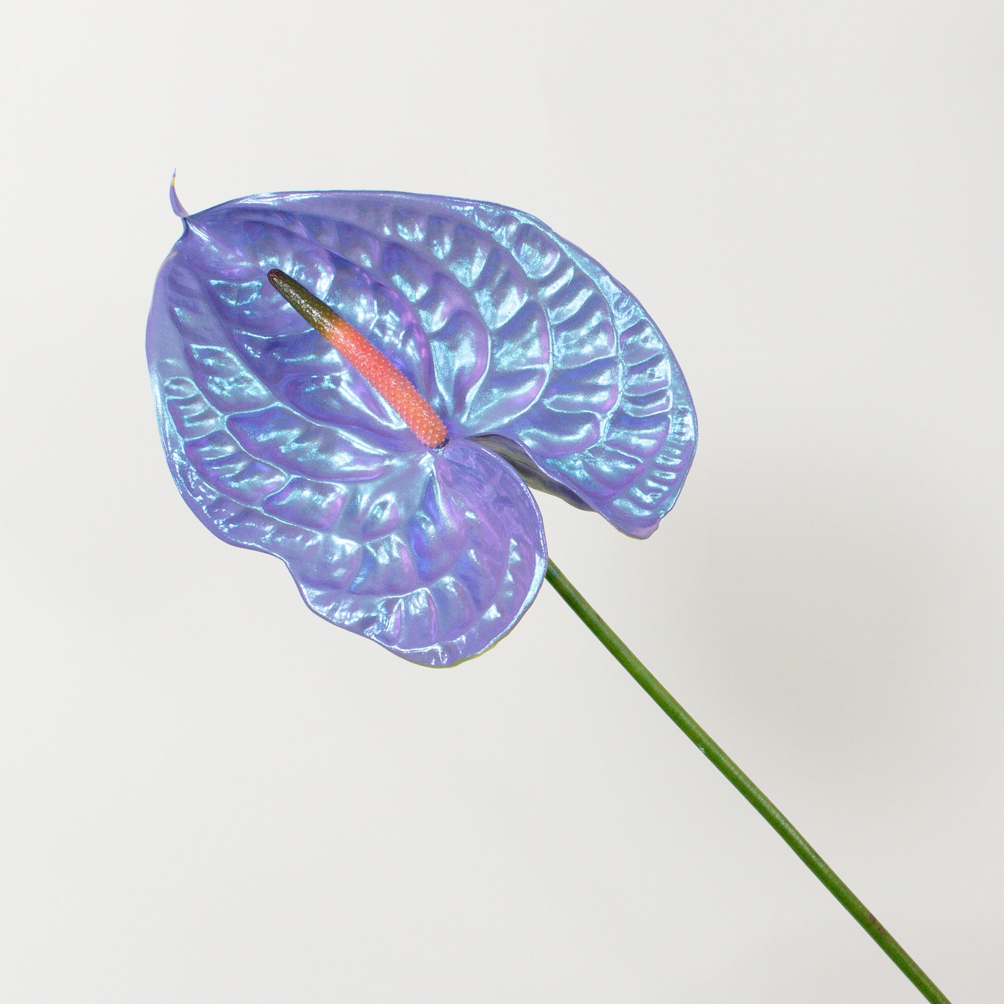 anthurium buy Mochi Iridescent Anthurium