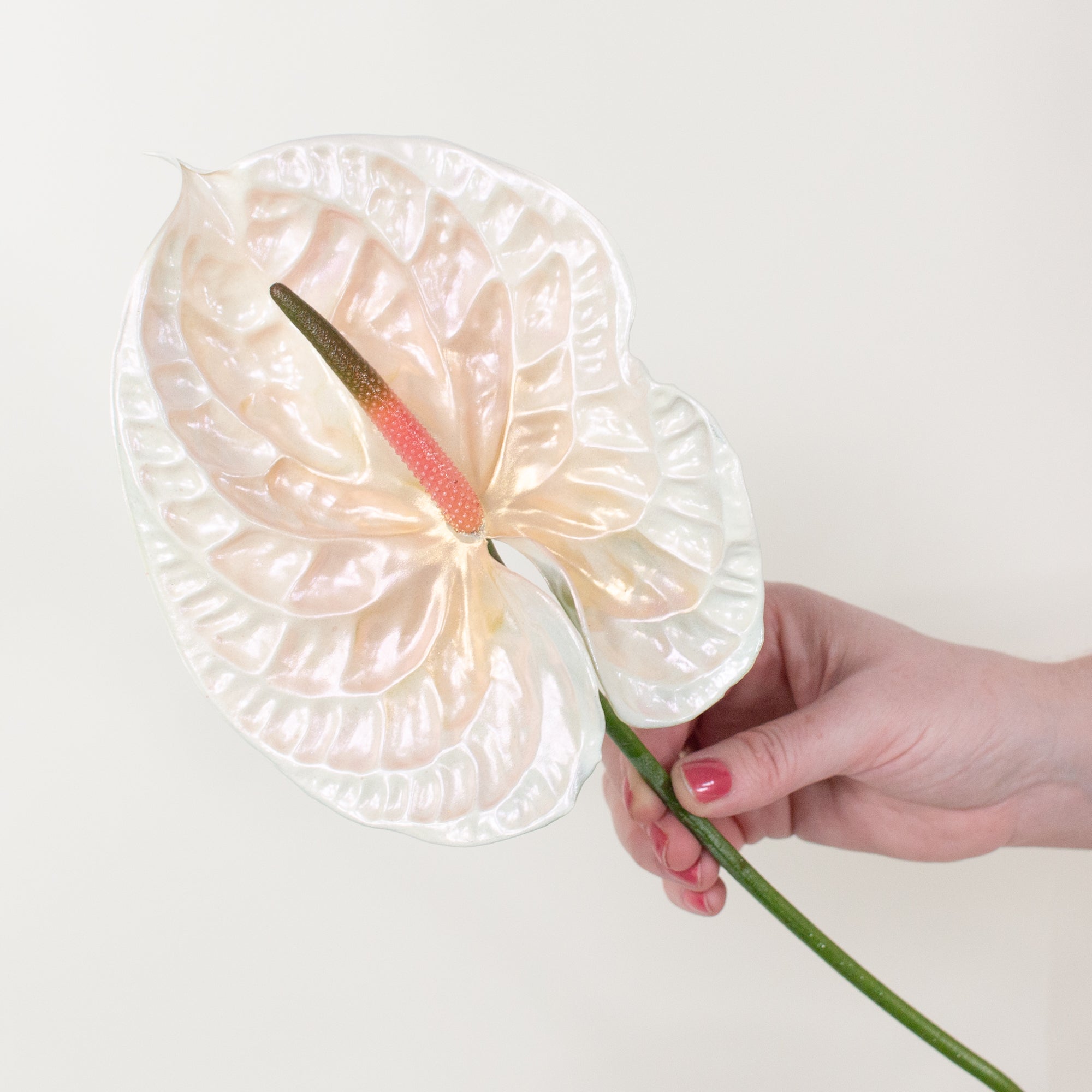 Pearl Iridescent Anthurium