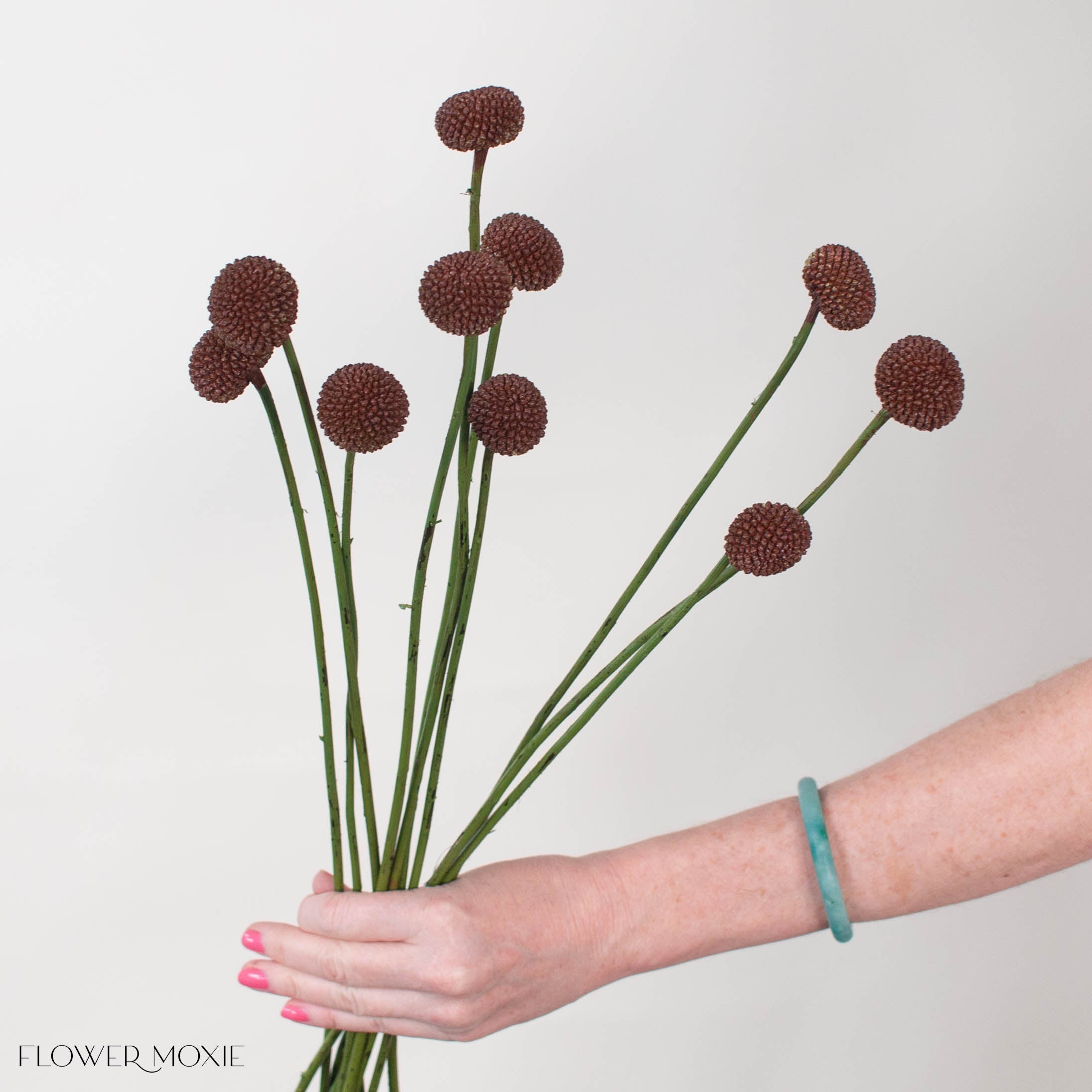 billy ball flower seeds Tinted Brown Billy Ball Flower | DIY Wedding Flower