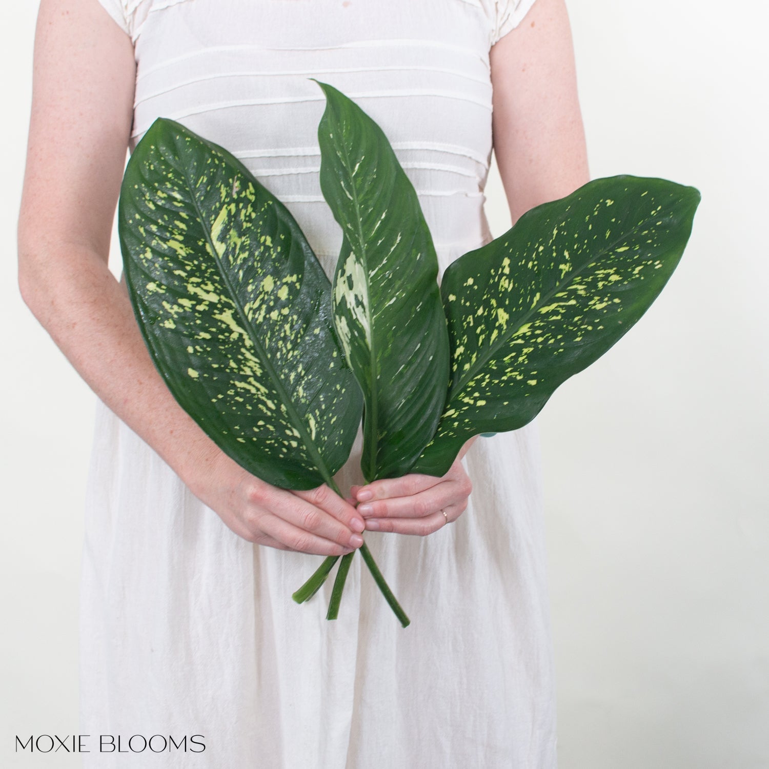 dieffenbachia in spanish Variegated Dieffenbachia Greenery