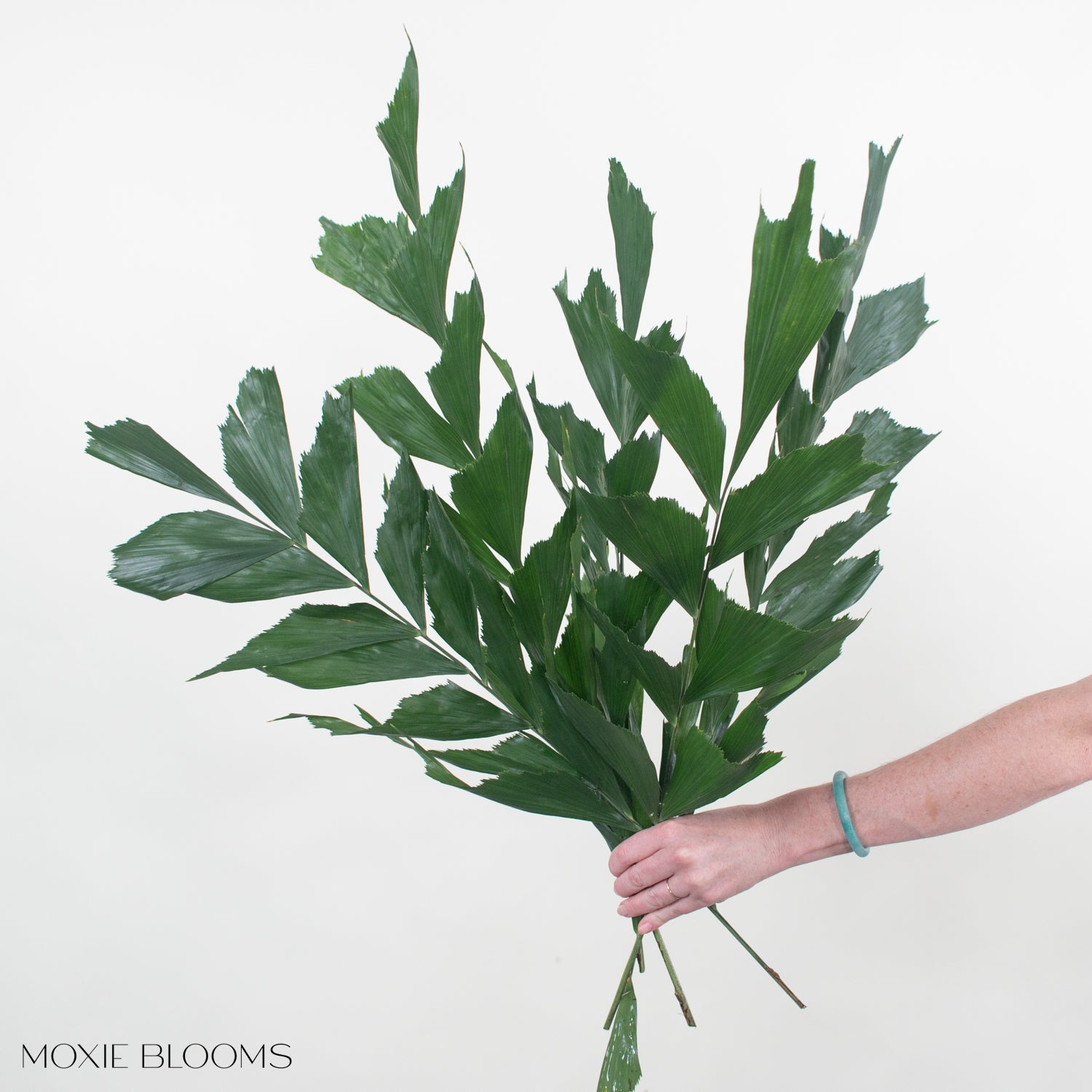 fishtail succulent Fishtail Palm Greenery