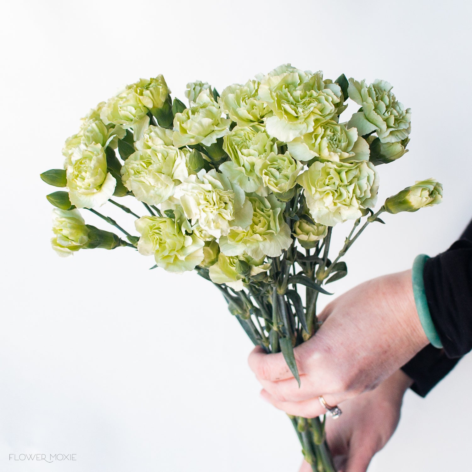 green carnation flower