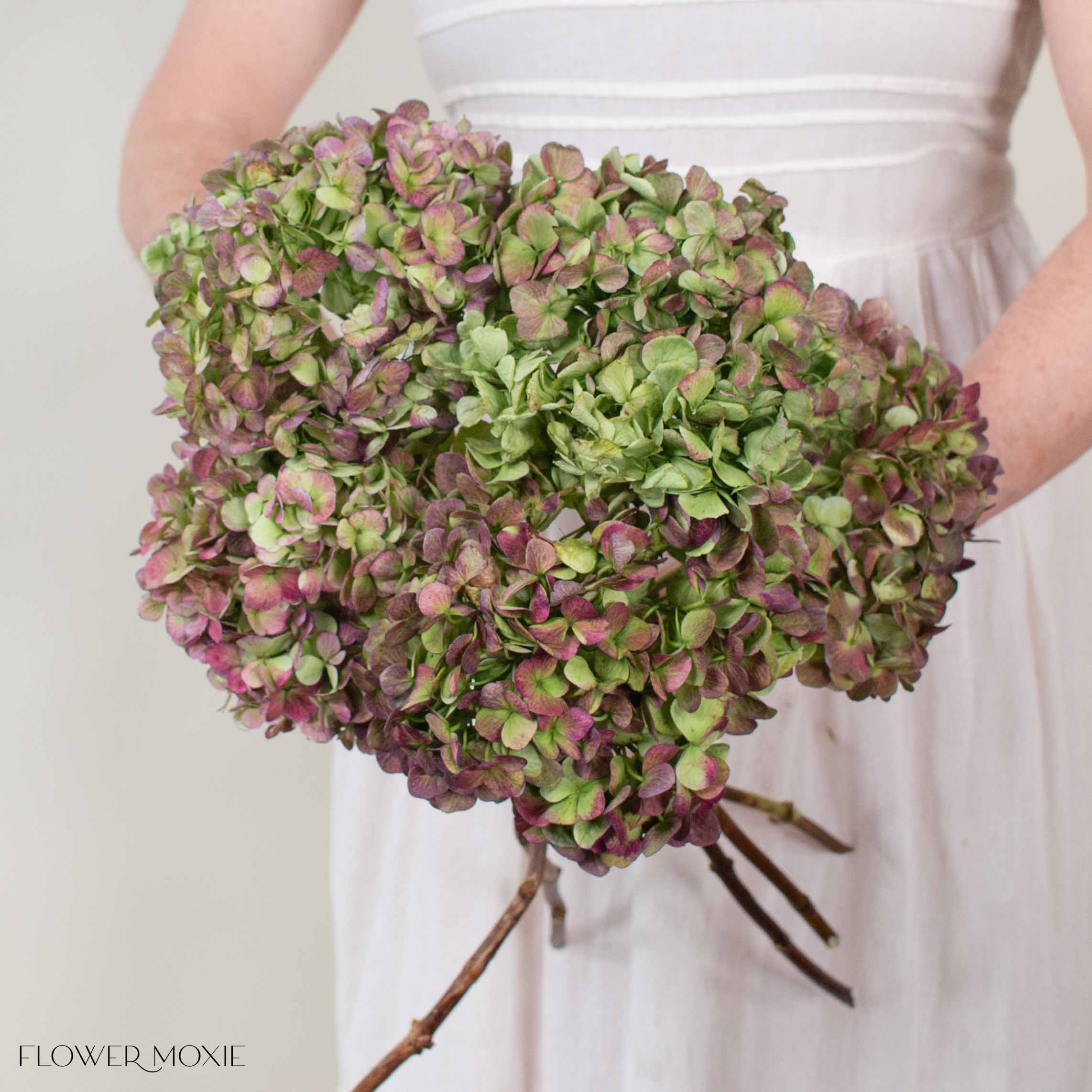 Burgundy Antique Jumbo Hydrangea | DIY Wedding Flowers | Flower Moxie 10 Stems - per stem