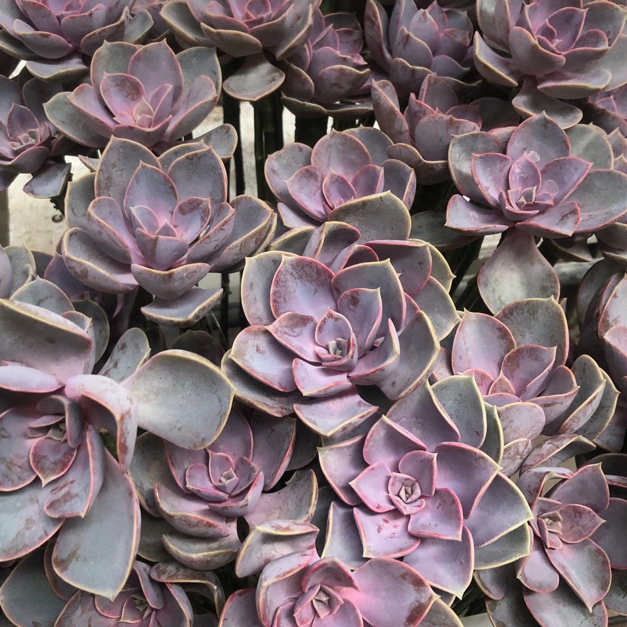 which succulents flower Succulents | DIY Wedding Flowers | Flower Moxie 40 Stems