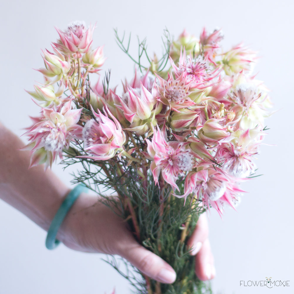 Pink Blushing Bride Protea Flower