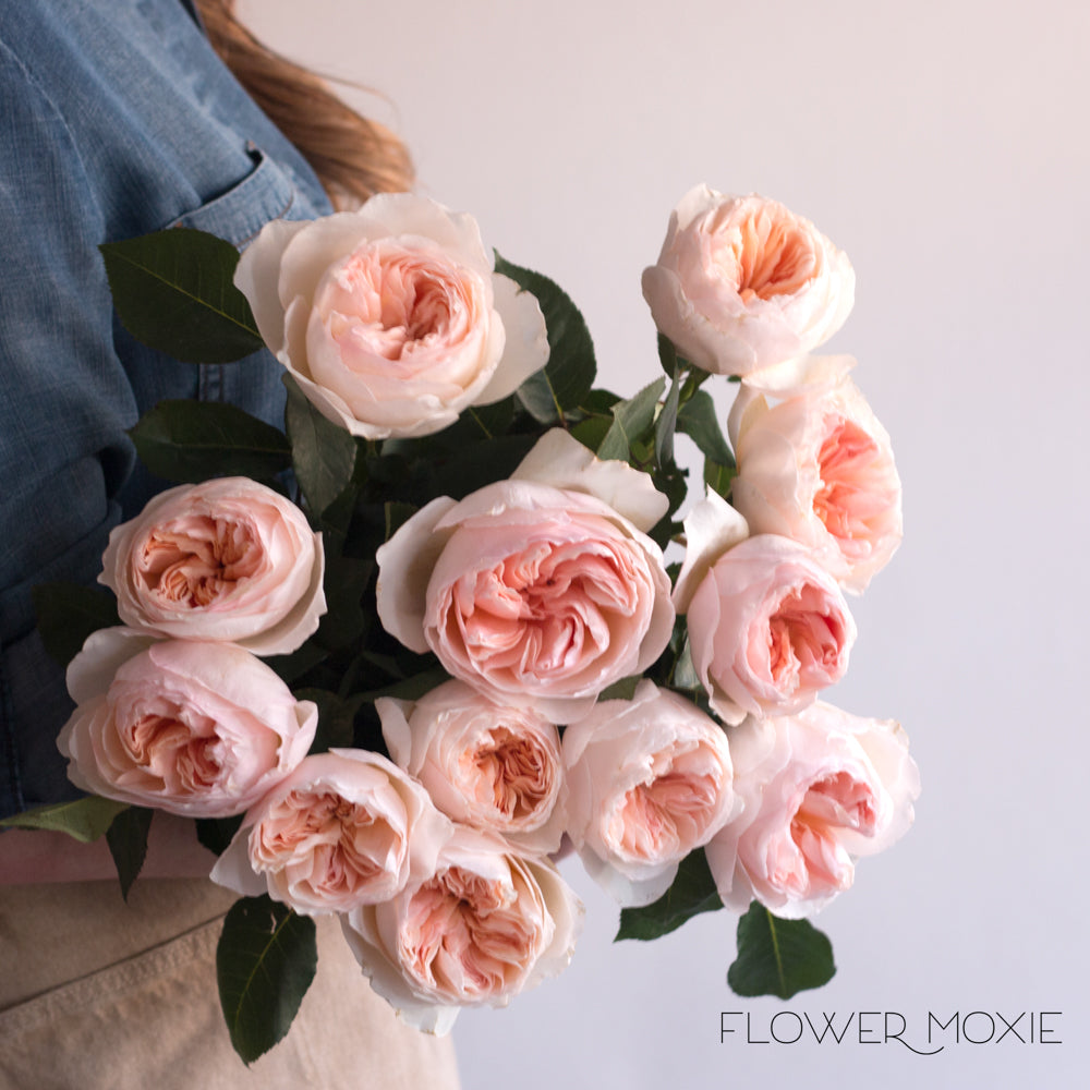 Juliet Garden Roses | DIY Wedding Flowers | Flower Moxie