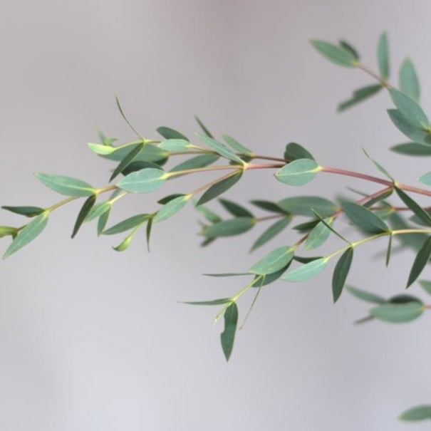 Gunni Eucalyptus Stem