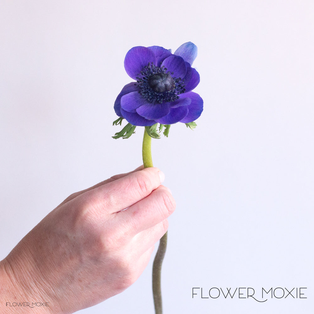 indigo blue anemone | fresh diy wedding flowers | flower moxie