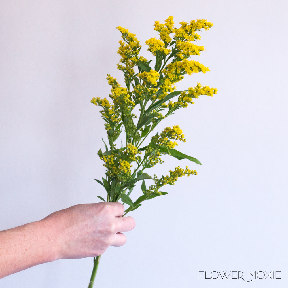 Yellow Solidago Flower DIY Wedding Flowers Flower Moxie