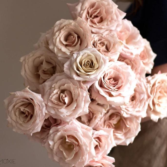 Beige Blush Quicksand Roses | DIY Wedding Flowers | Flower Moxie