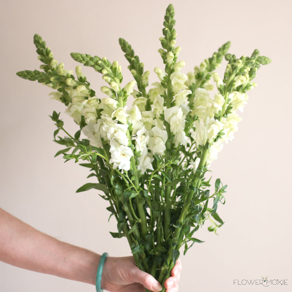 Snapdragon Bouquet snapdragon-bouquet