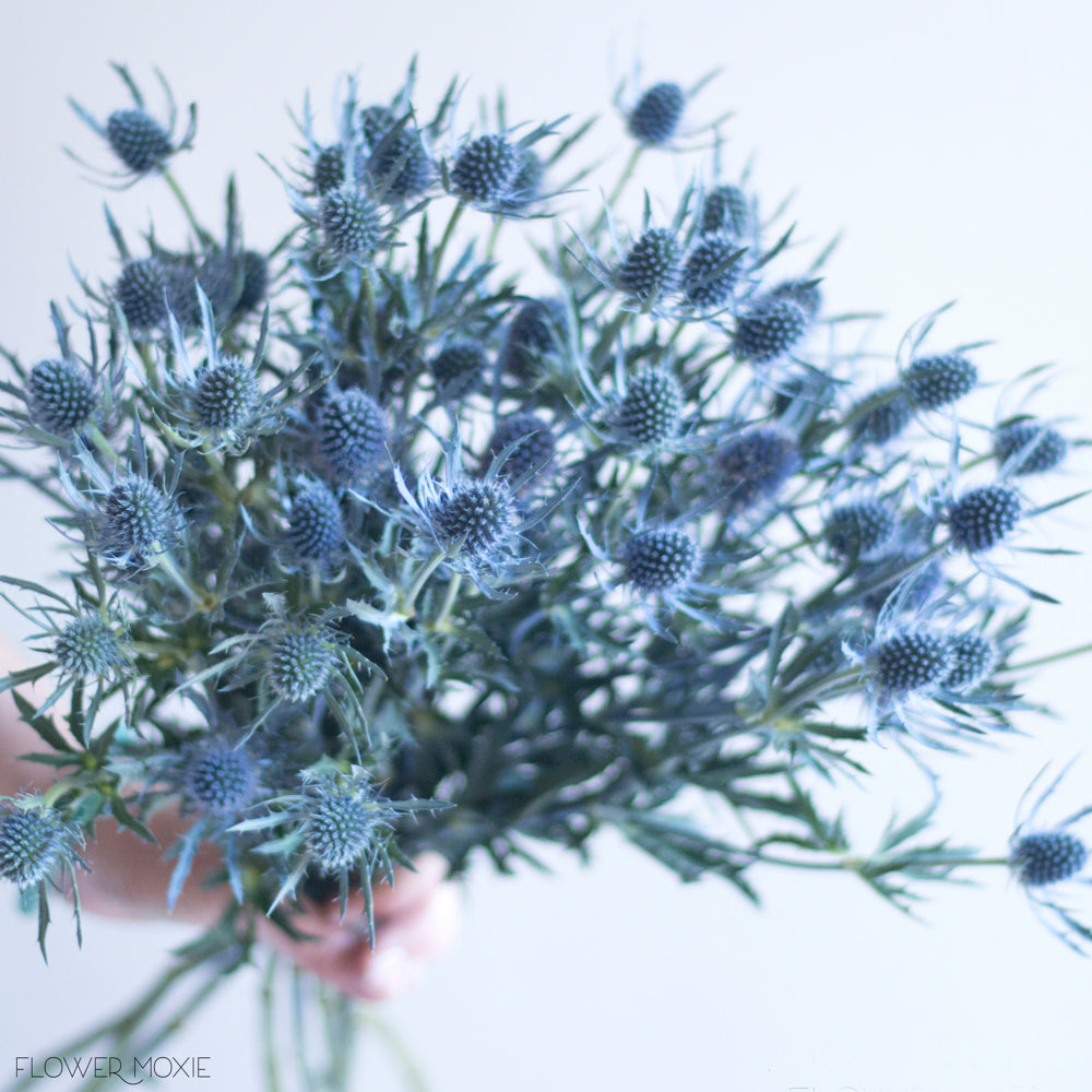Blue Thistle Flower