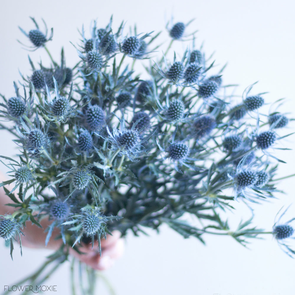 blue thistle flower seeds Blue Thistle Flowers | Bulk Fresh Wedding Flowers | Flower Moxie 50 Stems