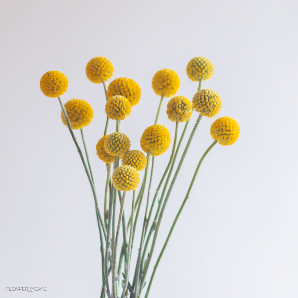 billy ball flower seeds Craspedia - Billy Ball Flower | DIY Wedding Flower | Flower Moxie 80 Stems