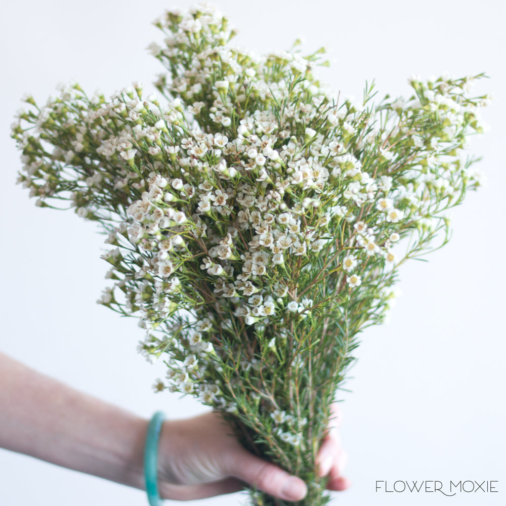 White Wax Flower, DIY Wedding Flowers
