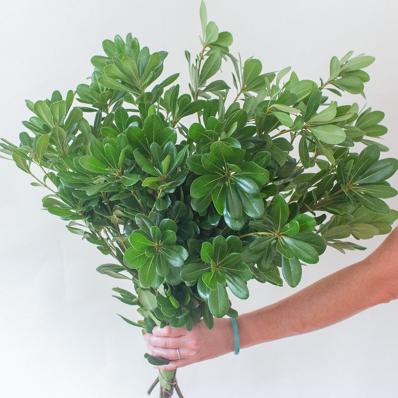 Artificial Pittosporum Leaves, Faux Greenery